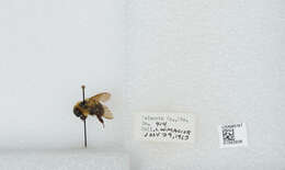 صورة Bombus bimaculatus Cresson 1864