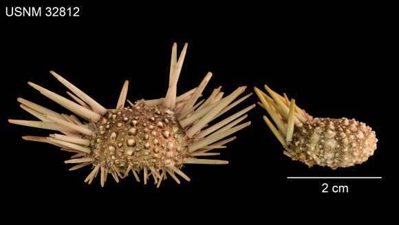 Image of Burrowing urchin