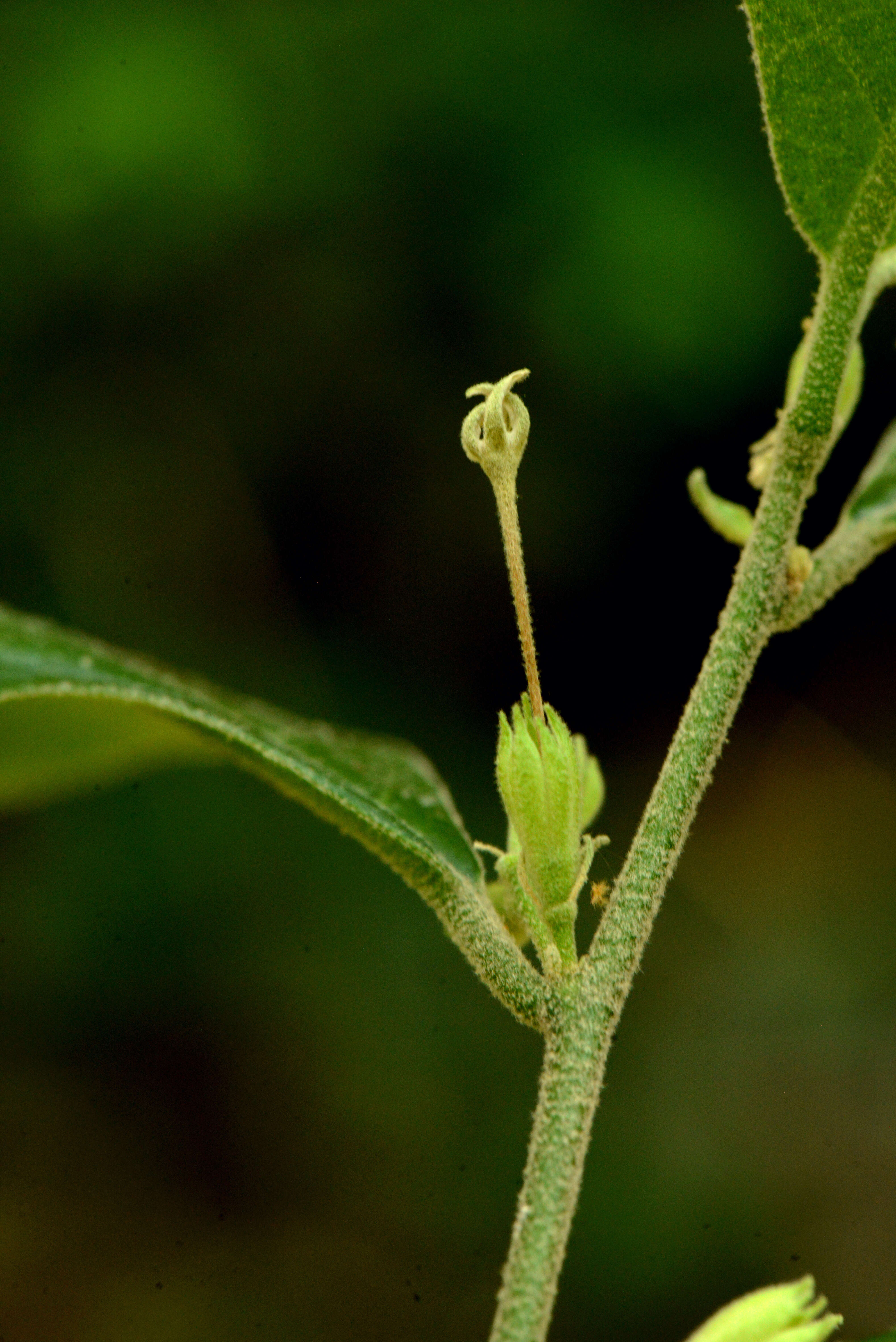 Image of Cestrum strigillatum Ruiz & Pav.