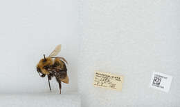 صورة Bombus bimaculatus Cresson 1864