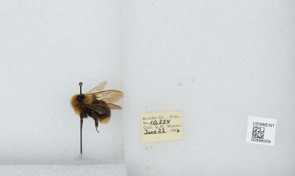 Image de Bombus insularis (Smith 1861)