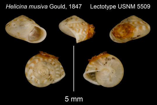 Image of Orobophana musiva (Gould 1847)