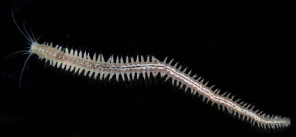 Image of Dumeril's clam worm