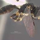 Image of Crossocerus nitidicorpus weddagalae Leclercq 1986