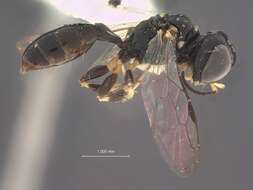 Image of Crossocerus nitidicorpus weddagalae Leclercq 1986