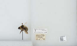 Image de Bombus balteatus Dahlbom 1832