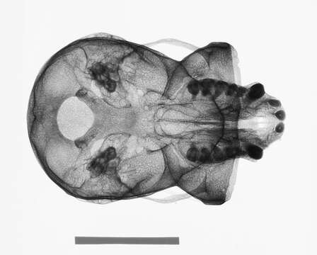 Image de Hylobates lar entelloides I. Geoffroy Saint-Hilaire 1842