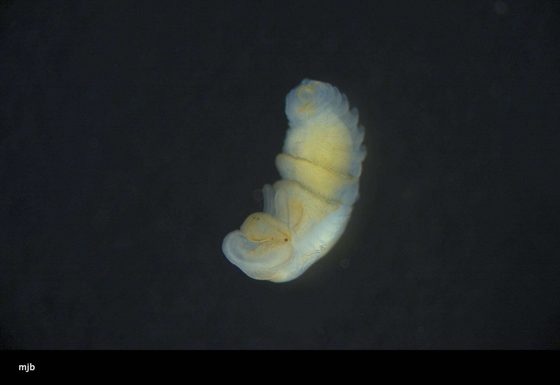 Image of Chaetopteridae