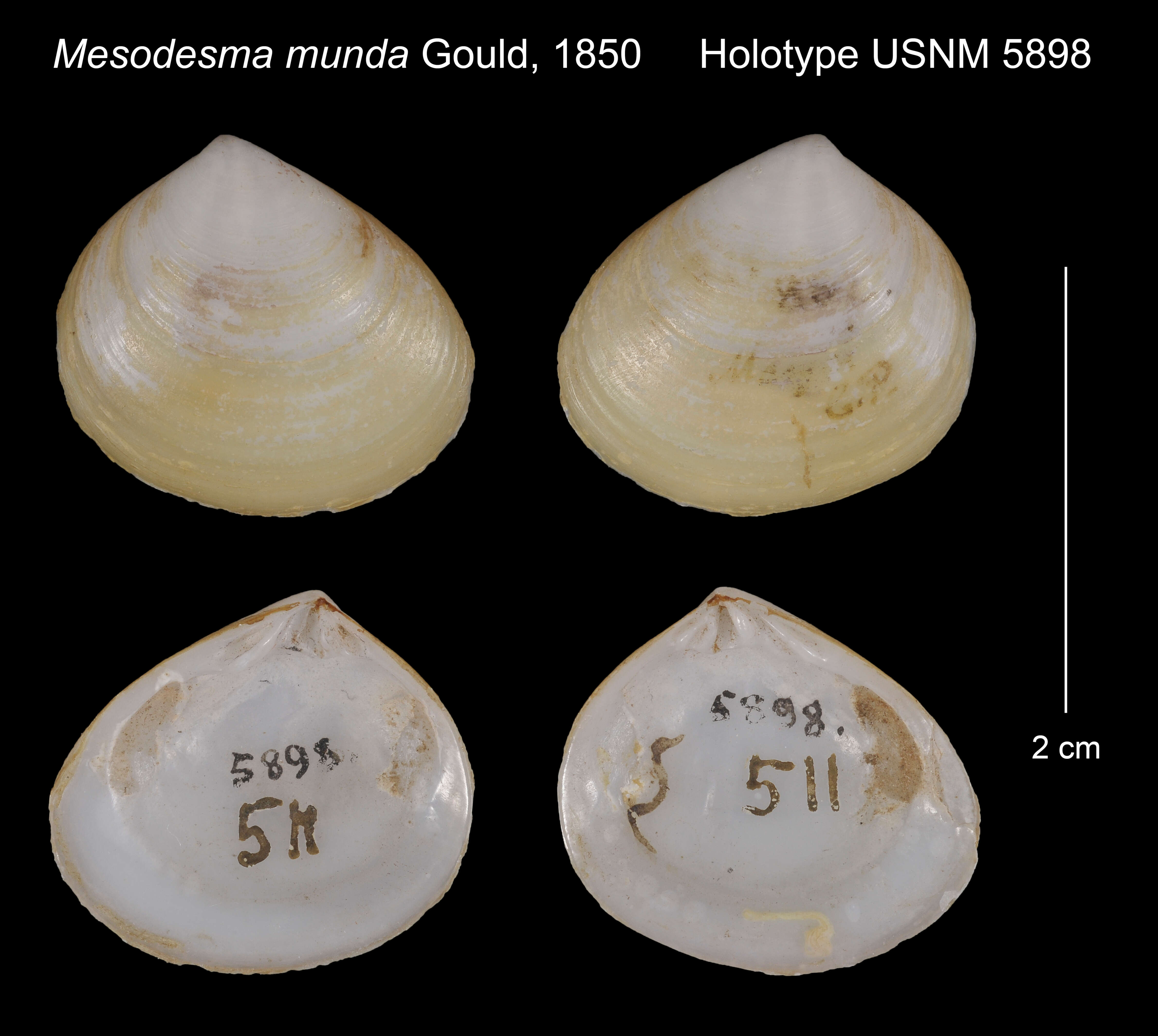 Image of Mesodesma munda Gould 1850
