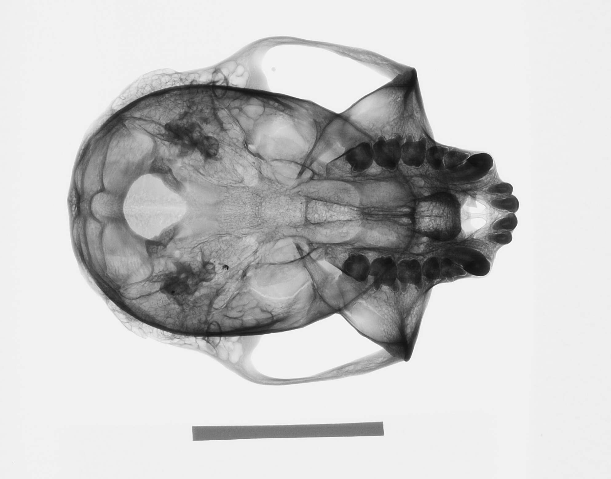 Image of Trachypithecus cristatus cristatus (Raffles 1821)