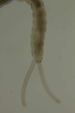 Image of Pharyngocirrus alanhongi (Bailey-Brock, Dreyer & Brock 2003)