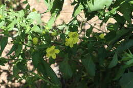 Image of downy yellow false foxglove