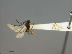 Image of Aphidius atropetiolatus Ashmead 1890