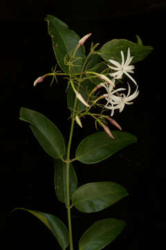 صورة Jasminum laurifolium Roxb. ex Hornem.