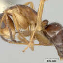 Image of Camponotus tepicanus Pergande 1896