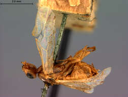 Imagem de <i>Hoplocampa lacteipennis</i>