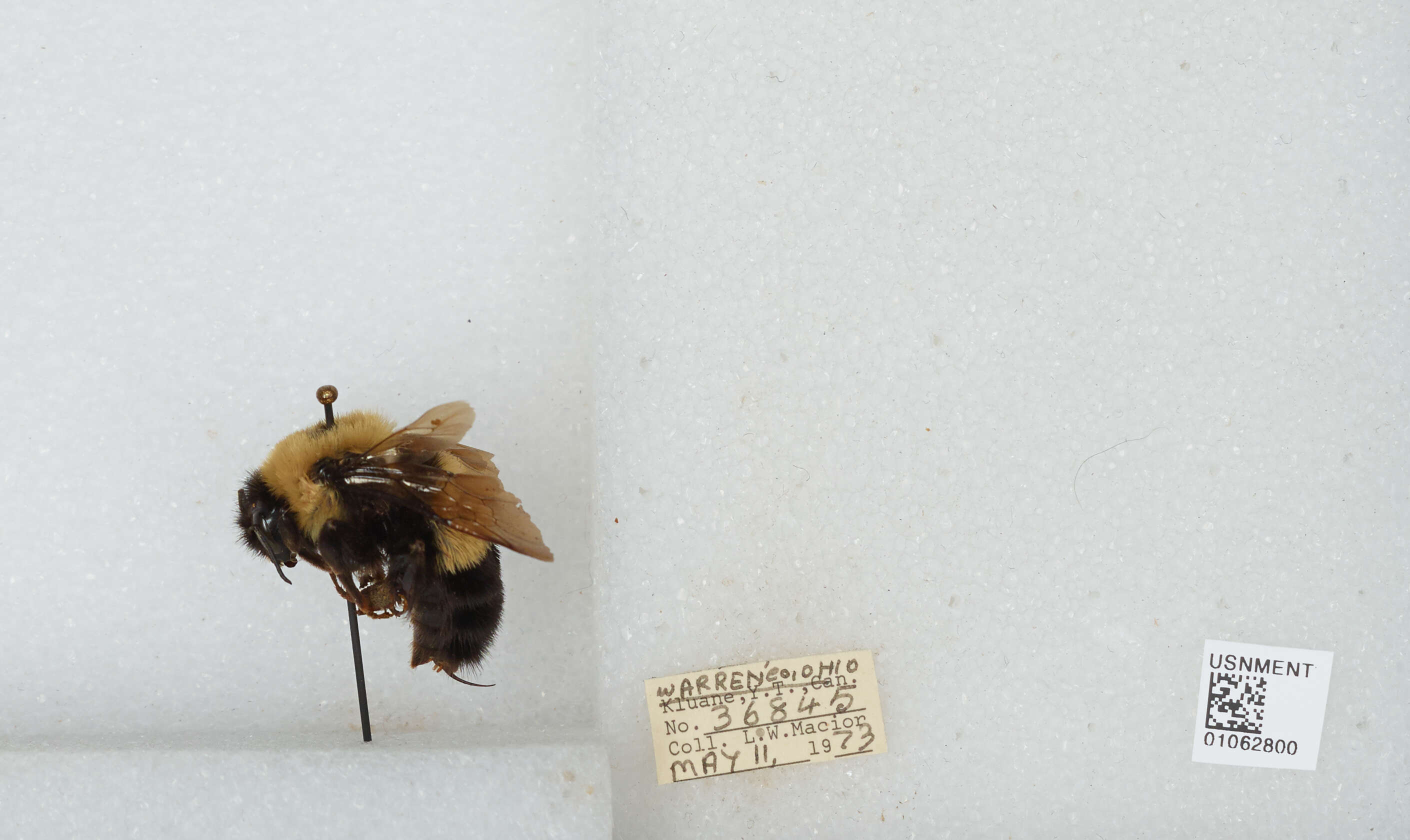 Слика од Bombus affinis Cresson 1864