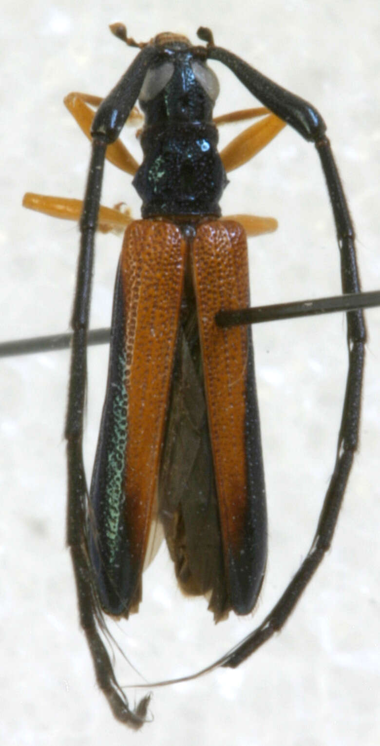 Image of Abauba napoensis Santos-Silva & Tavakilian 2009