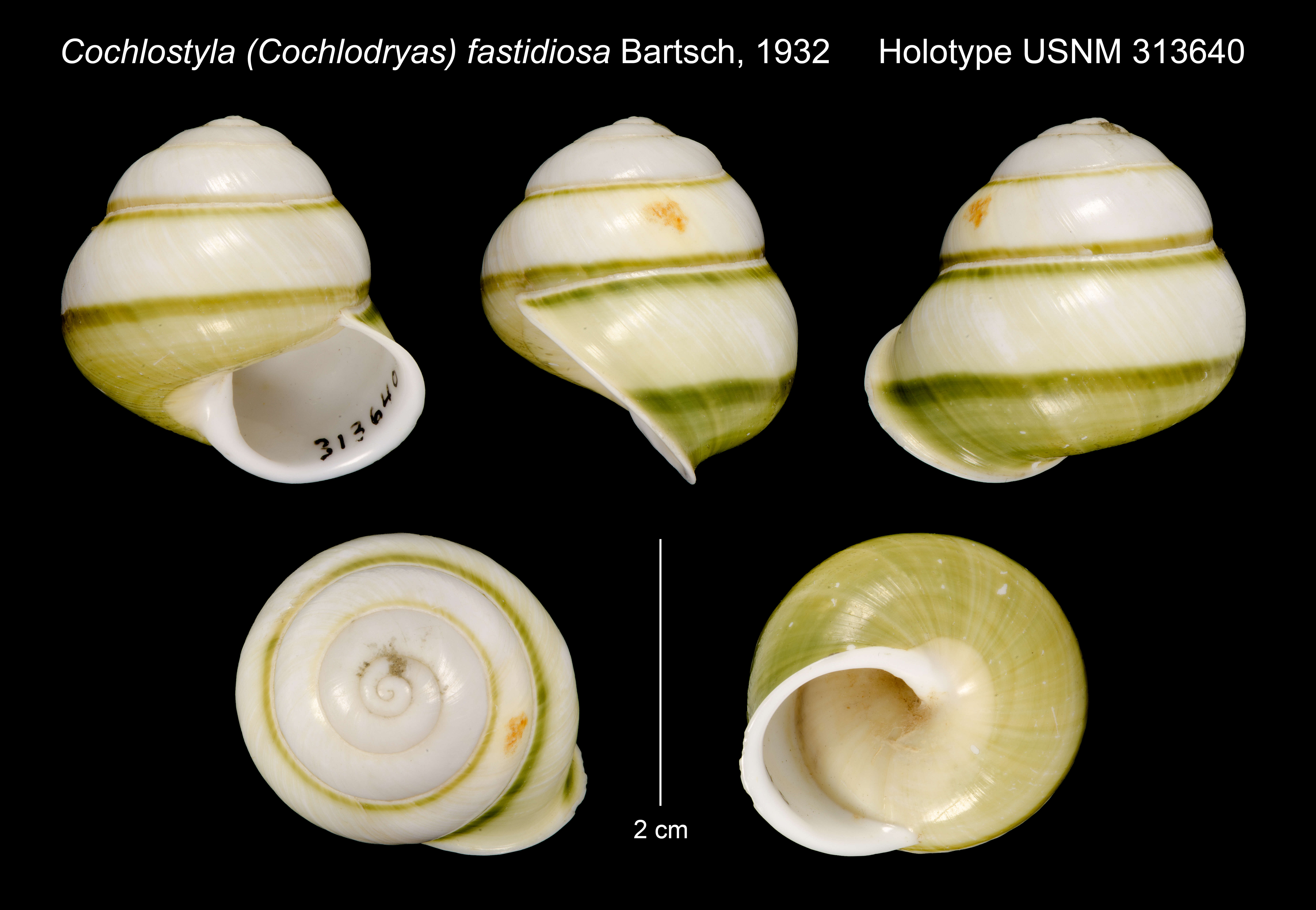 Image of Cochlostyla (Cochlodryas) fastidiosa Bartsch