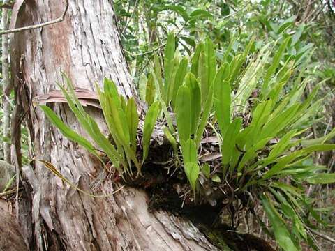 Elaphoglossum aemulum (Kaulf.) Brack.的圖片