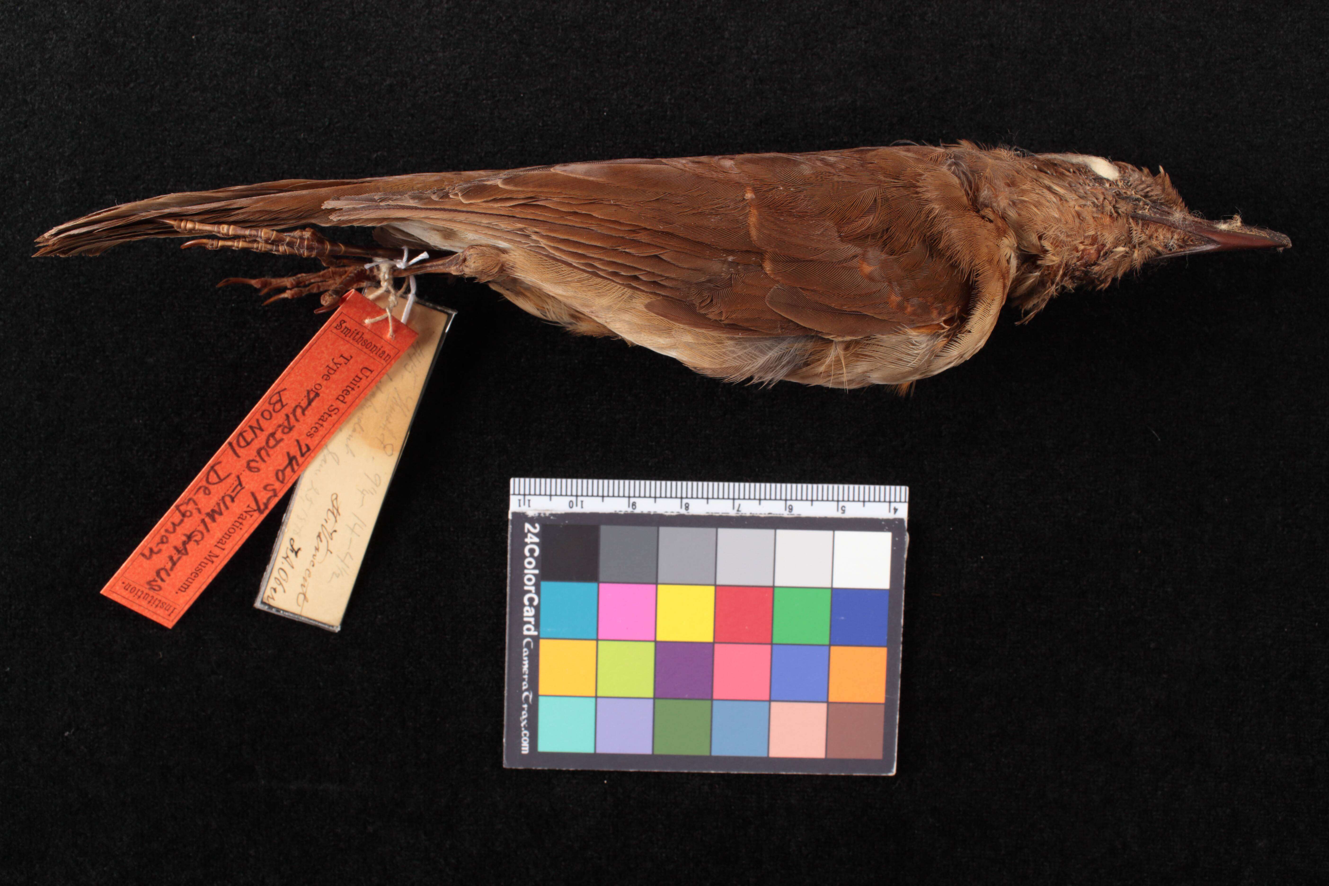 Image of Turdus fumigatus bondi Deignan 1951