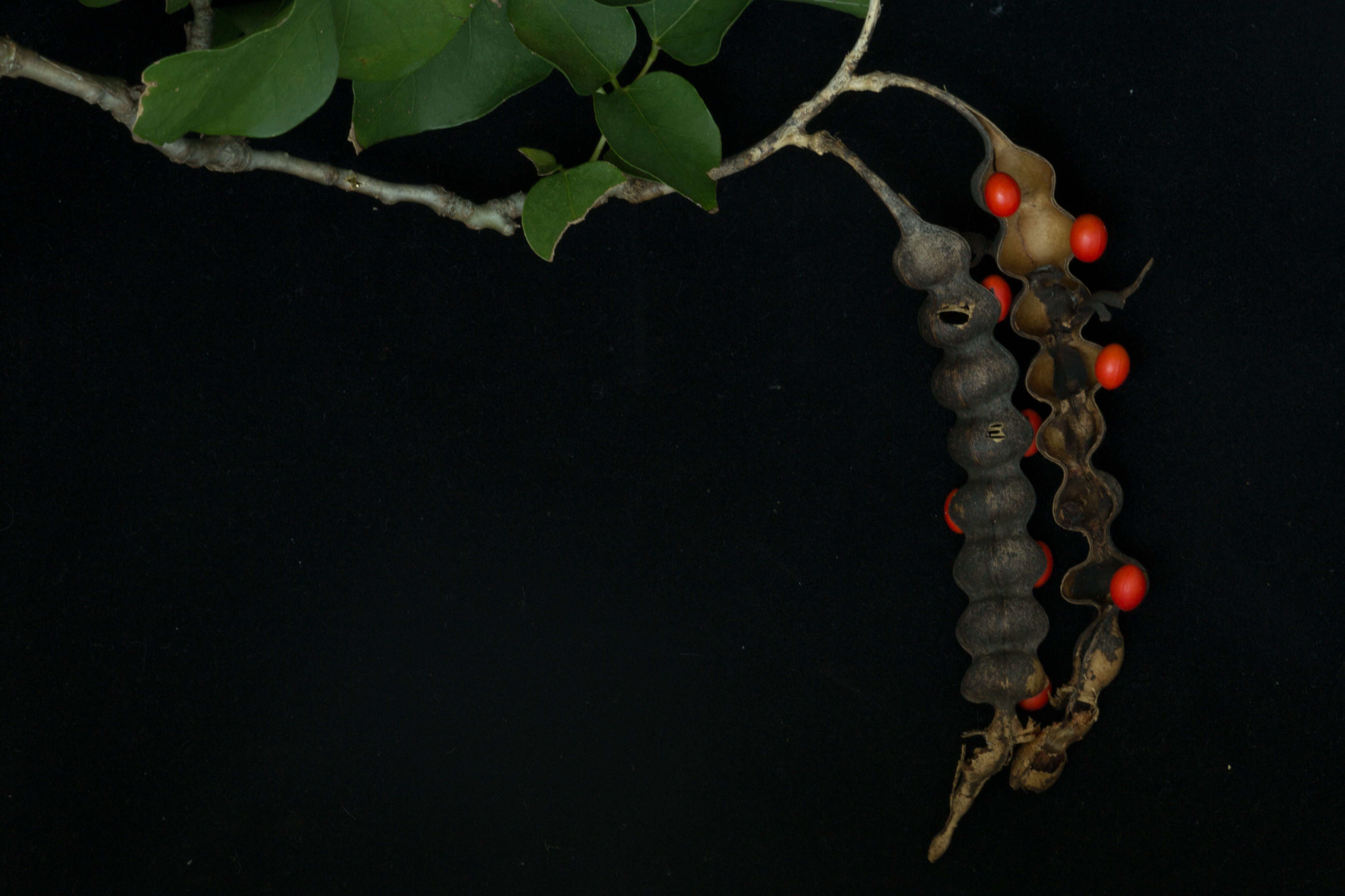 Imagem de Erythrina goldmanii Standl.