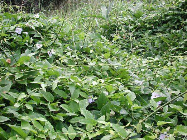 Image of Bengal clock vine