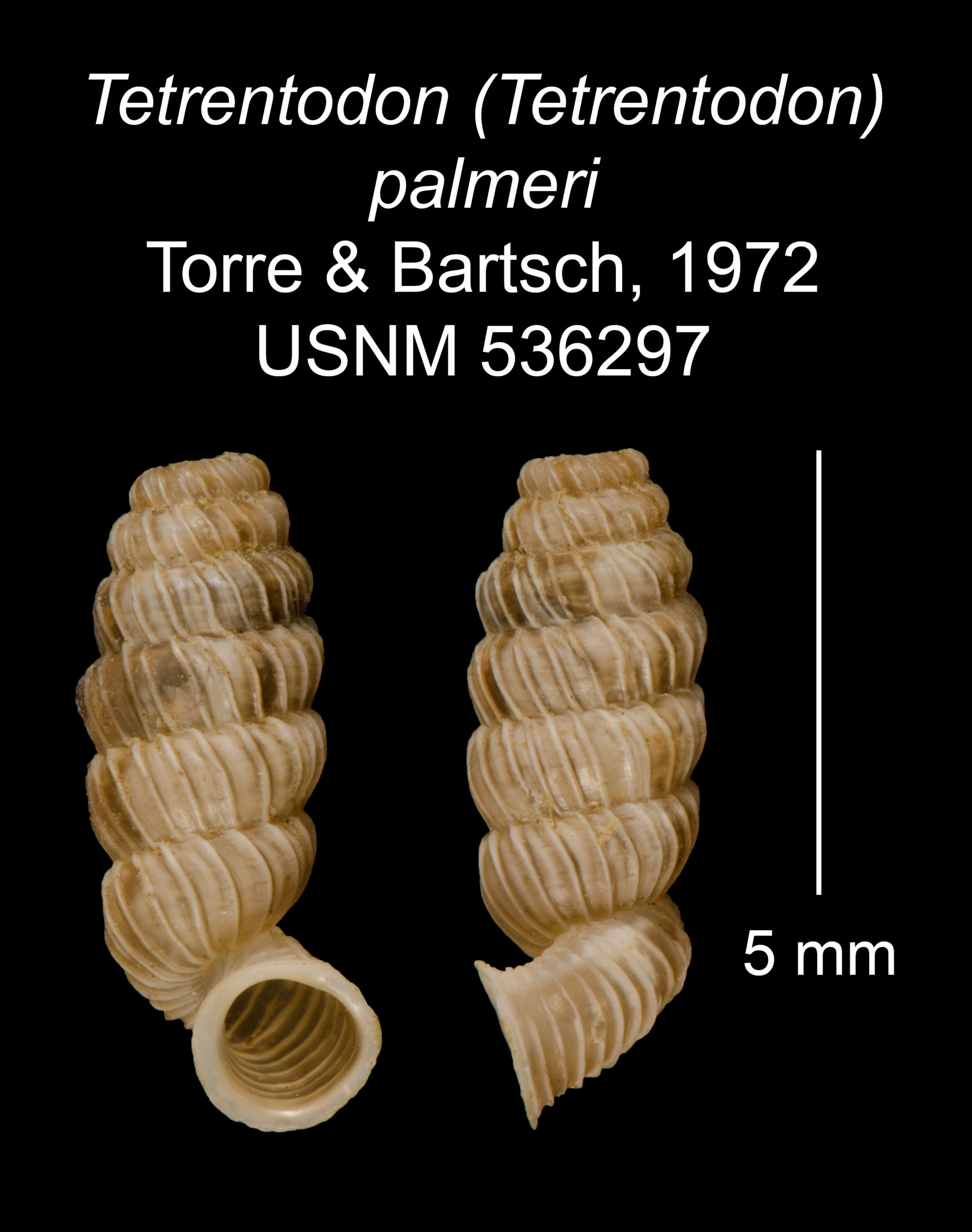 Image of Tetrentodon palmeri C. de la Torre & Bartsch 1972