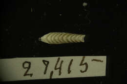 Image of cupped shipworm