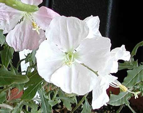 Sivun Oenothera neomexicana (Small) Munz kuva