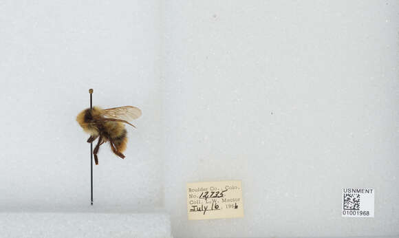 Слика од Bombus balteatus Dahlbom 1832