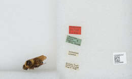 Image of Bombus religiosus (Frison 1935)