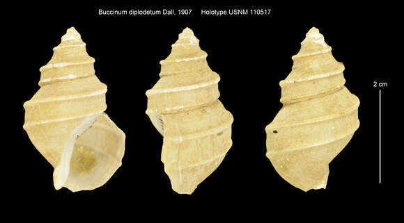 Buccinum diplodetum Dall 1907 resmi