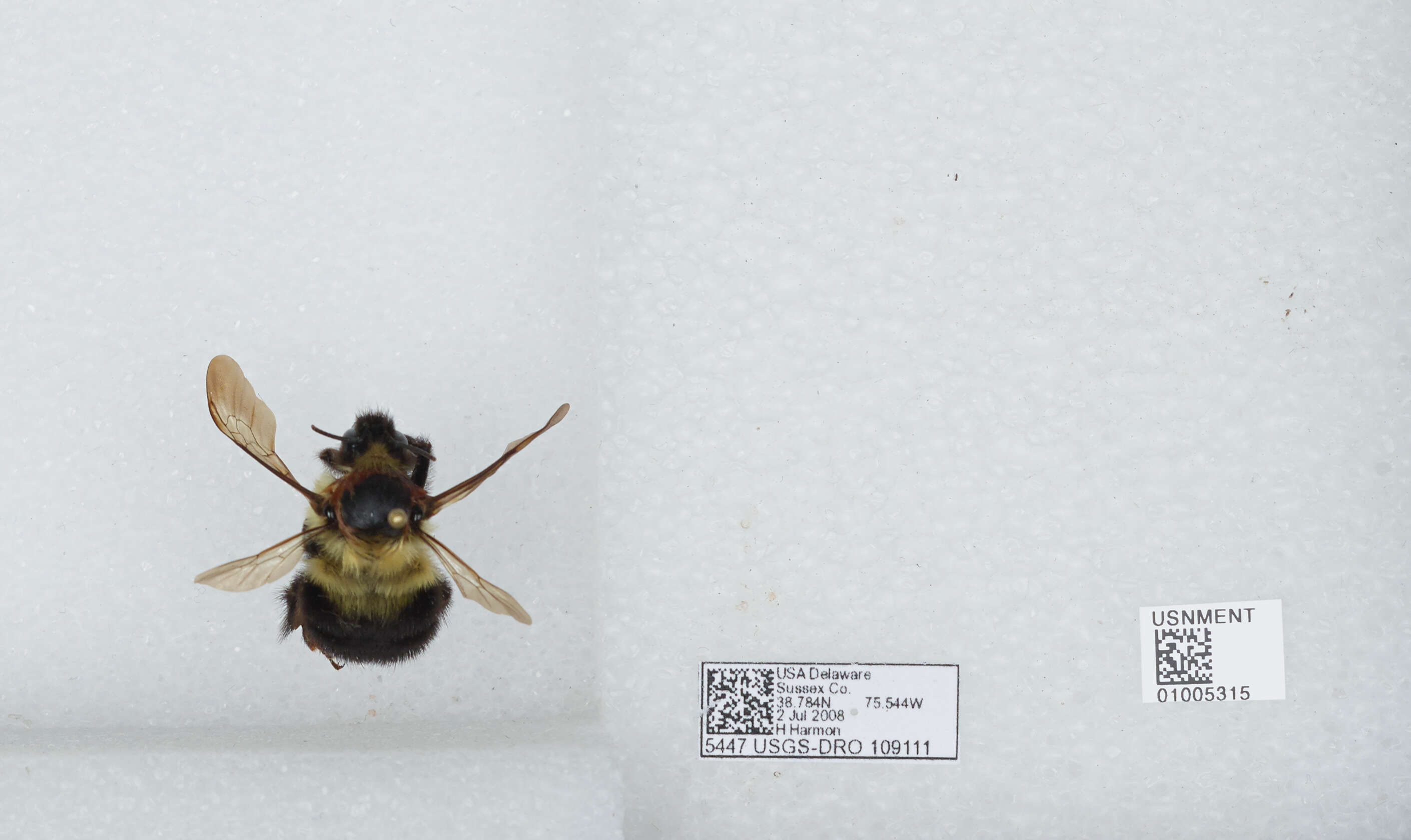 صورة Bombus bimaculatus Cresson 1864