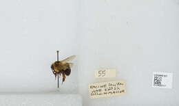 صورة Bombus bimaculatus Cresson 1864