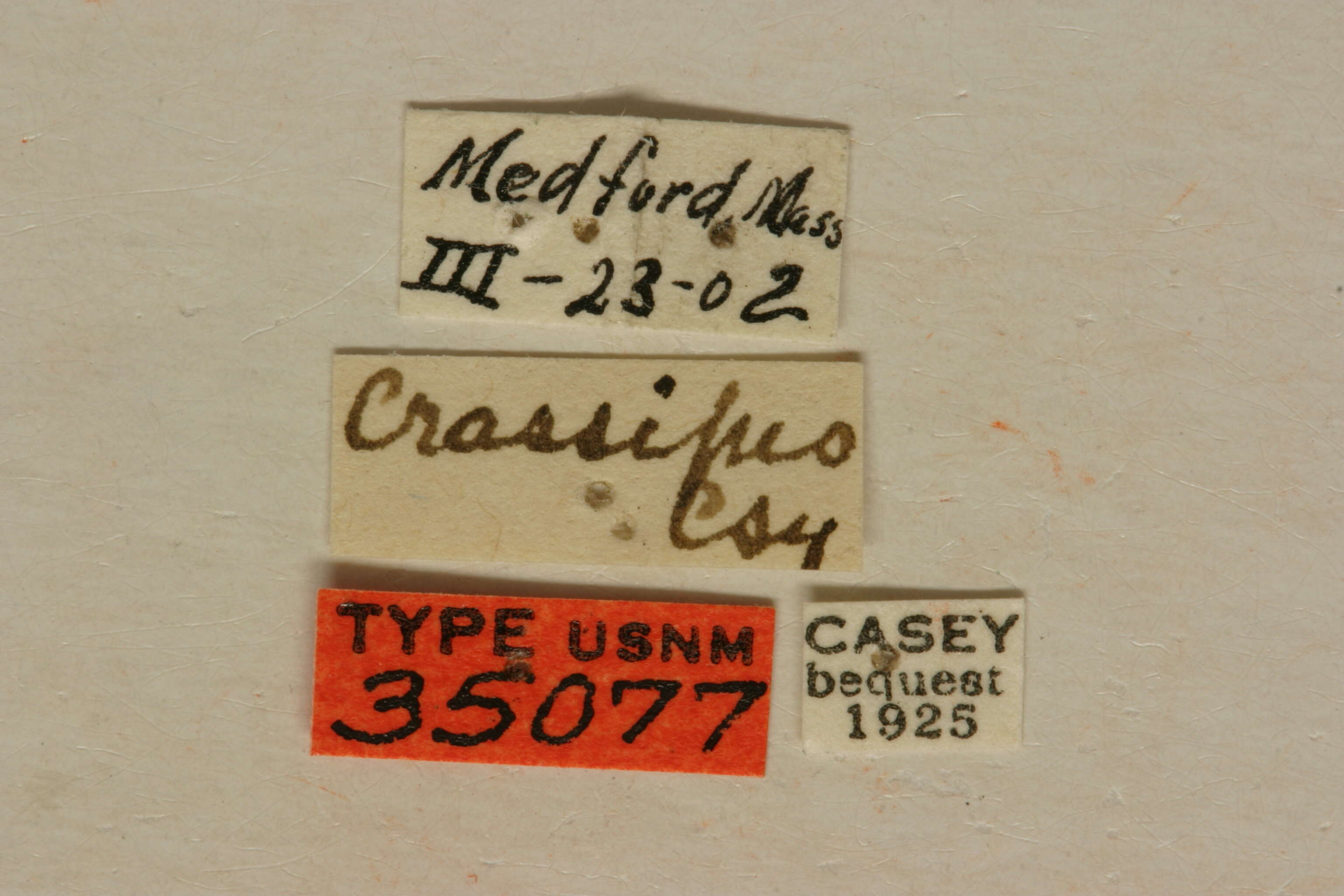 Image of Rhagium crassipes Casey 1913