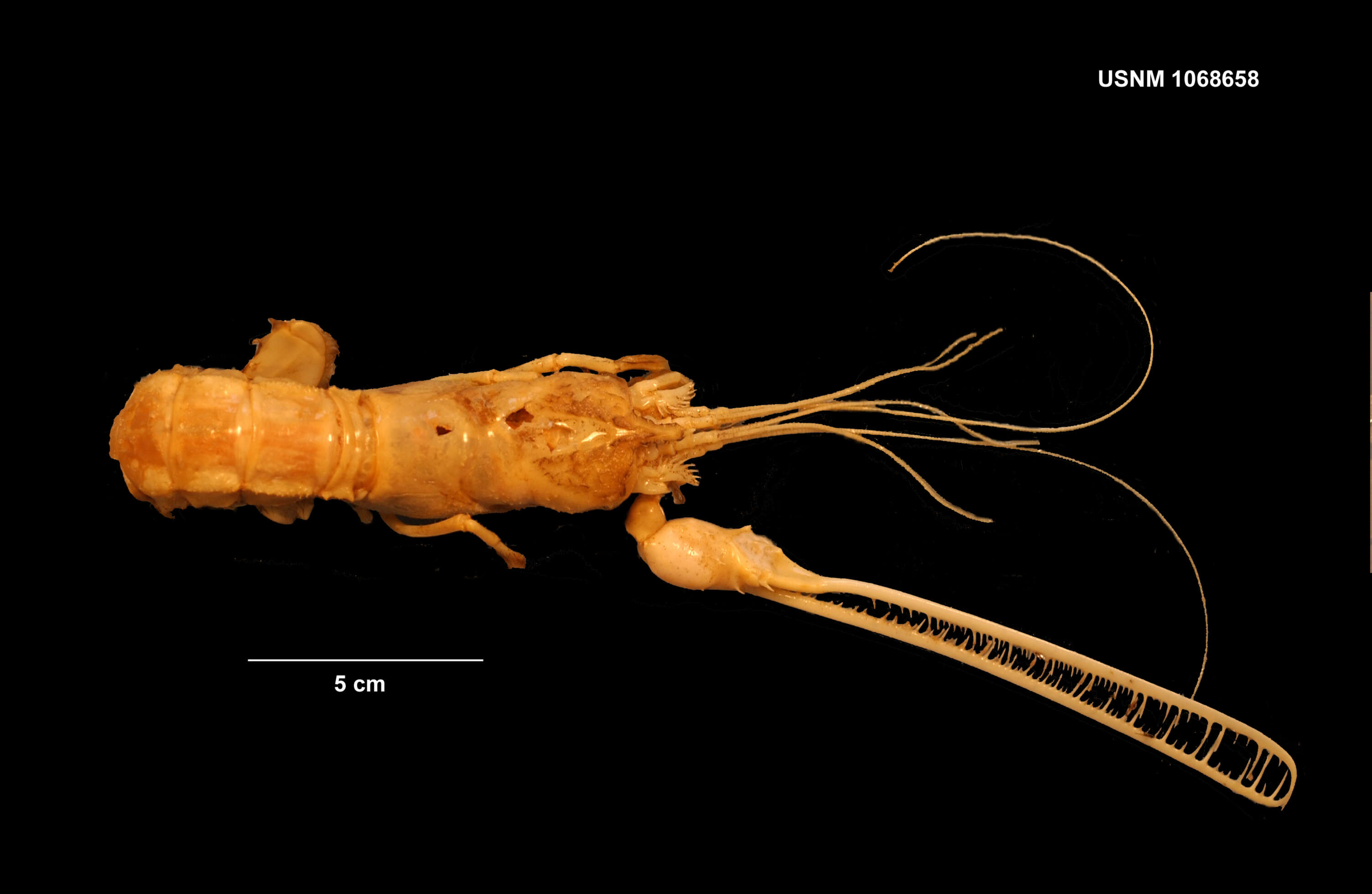 Image de Thaumastocheles zaleucus (Thomson 1873)