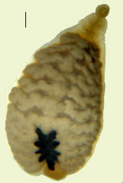 Image of Placobdella nuchalis (Sawyer & Shelley 1976)