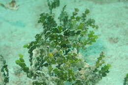 Image of Halimeda incrassata