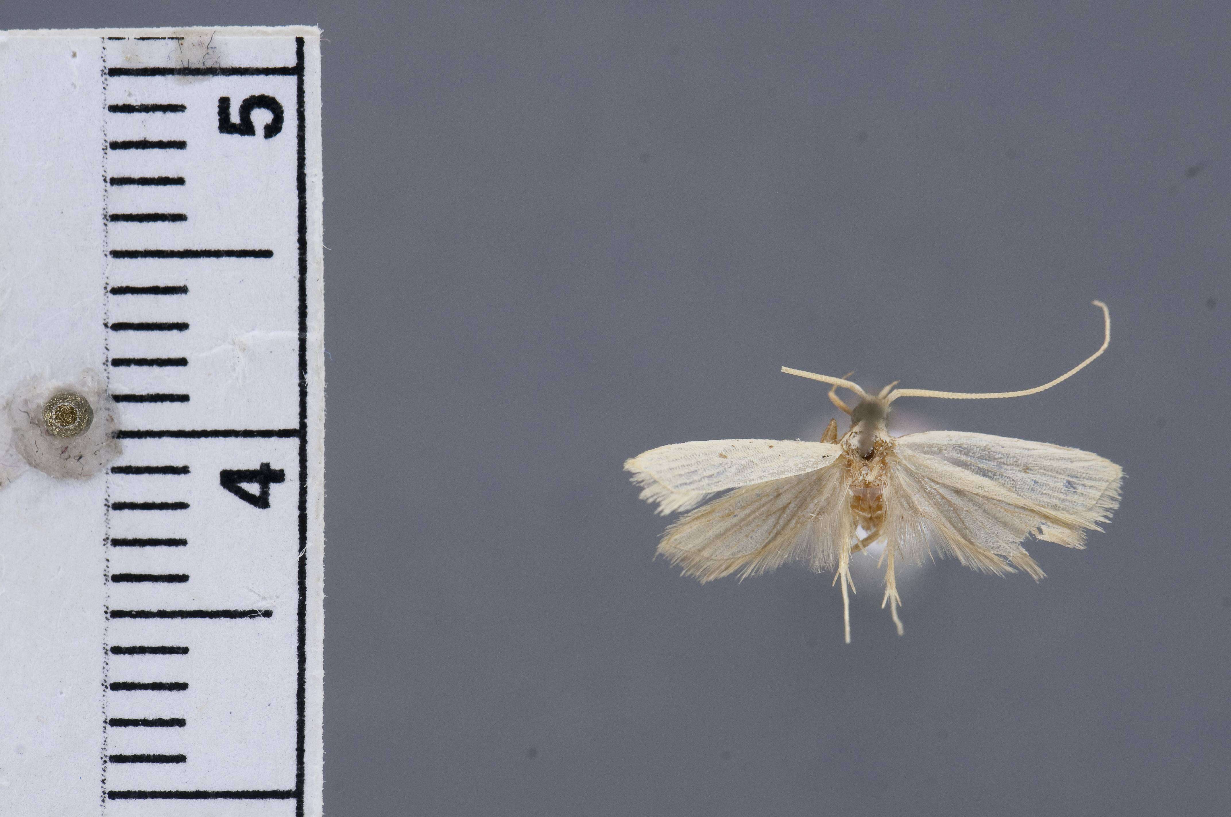 Plancia ëd Lecithocera docilis Diakonoff 1967