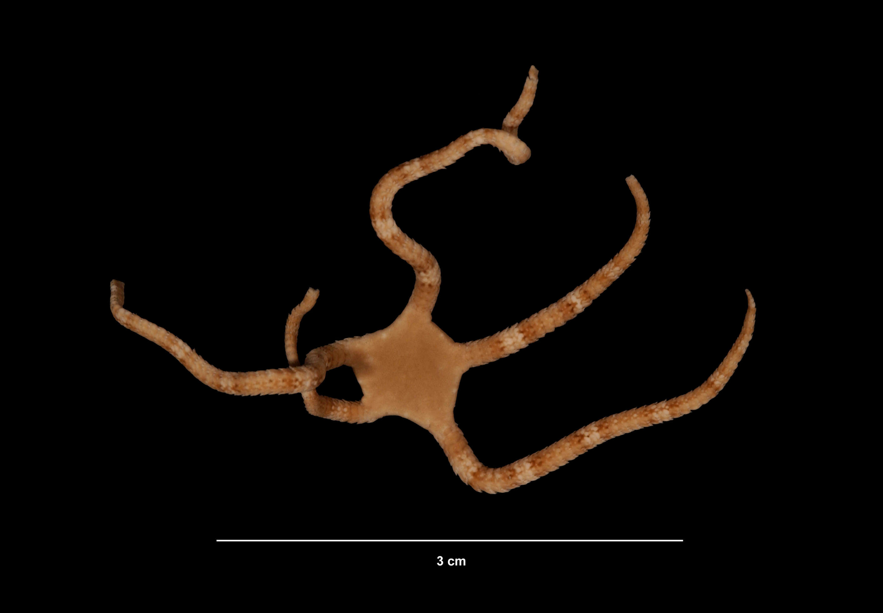 Image of Ophioderma rubicundum Lütken 1856