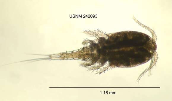 Image of Acanthocyclops exilis (Coker 1934)