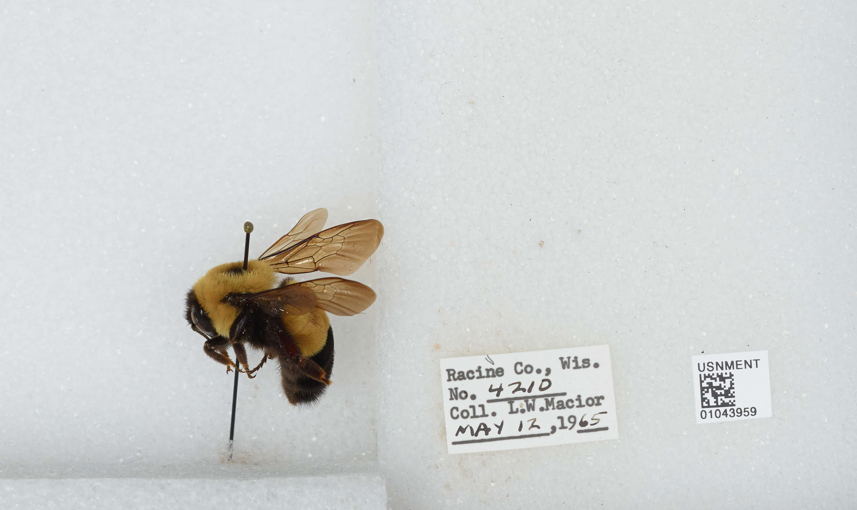 Слика од Bombus affinis Cresson 1864