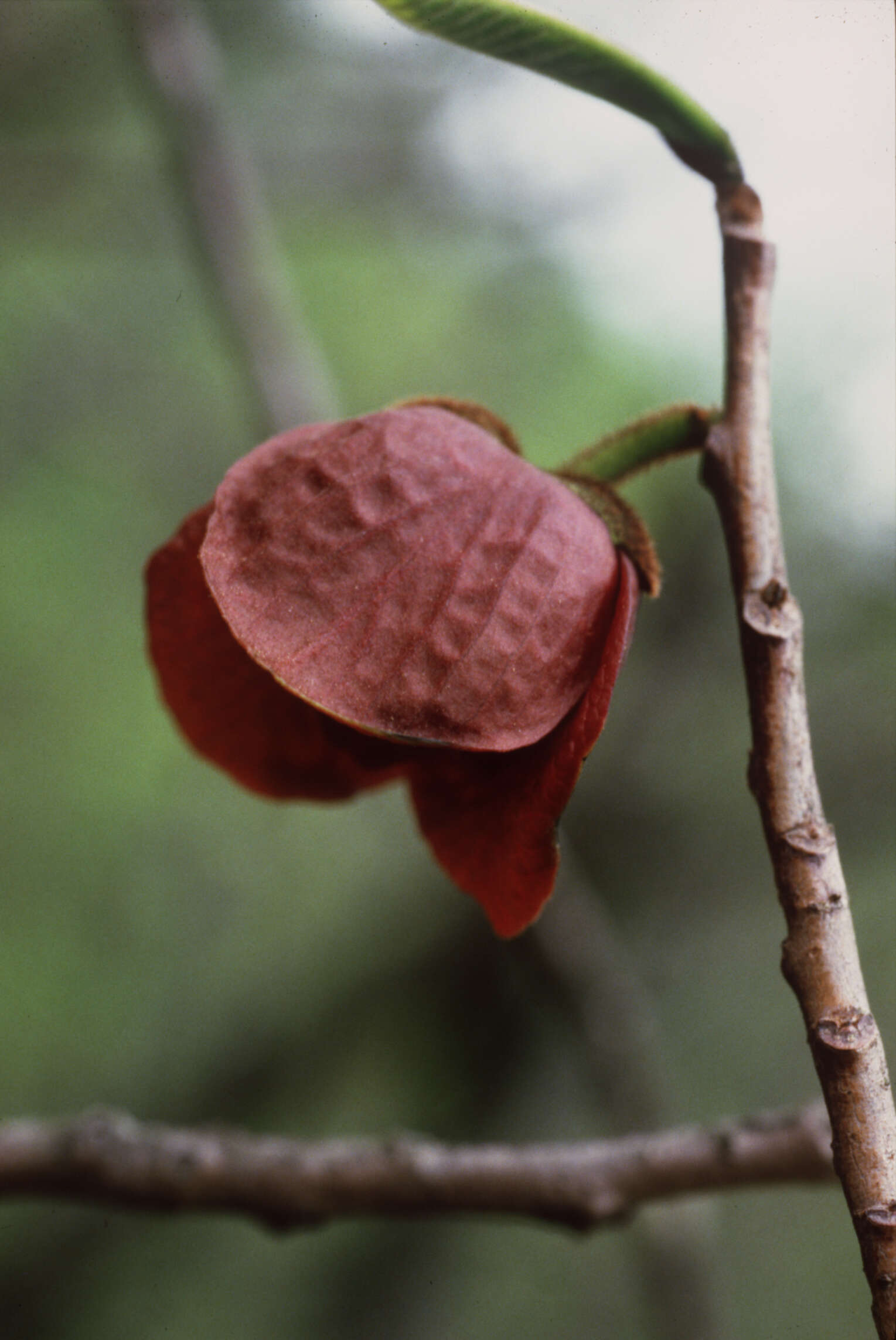 Image of Indian-banana