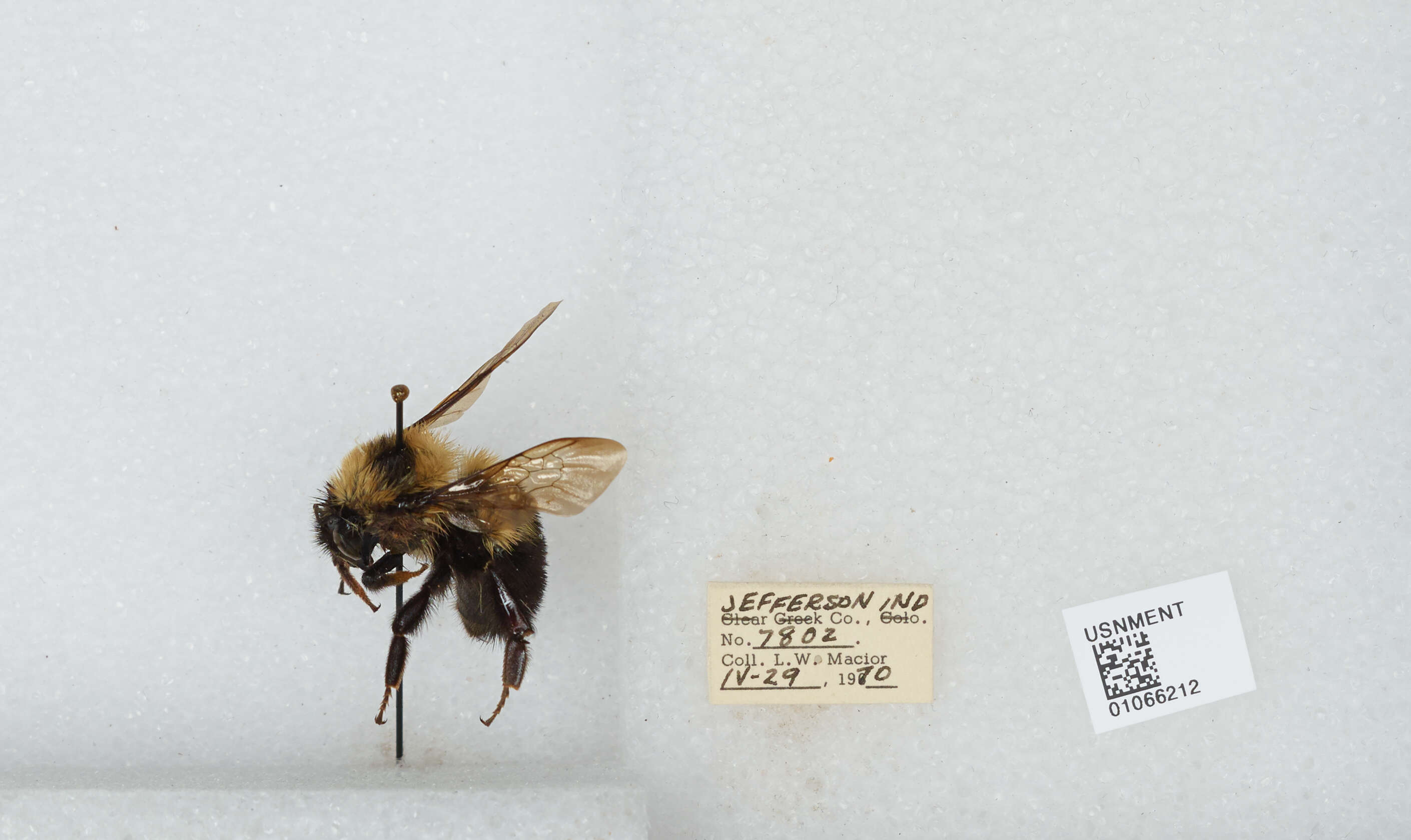 صورة Bombus bimaculatus Cresson 1864