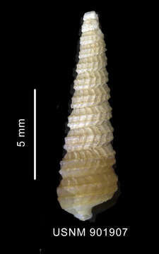 Image de Cerithiella superba Thiele 1912