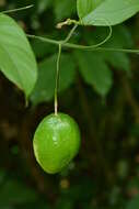 Image of Passiflora serratifolia L.