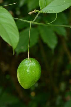 Sivun Passiflora serratifolia L. kuva