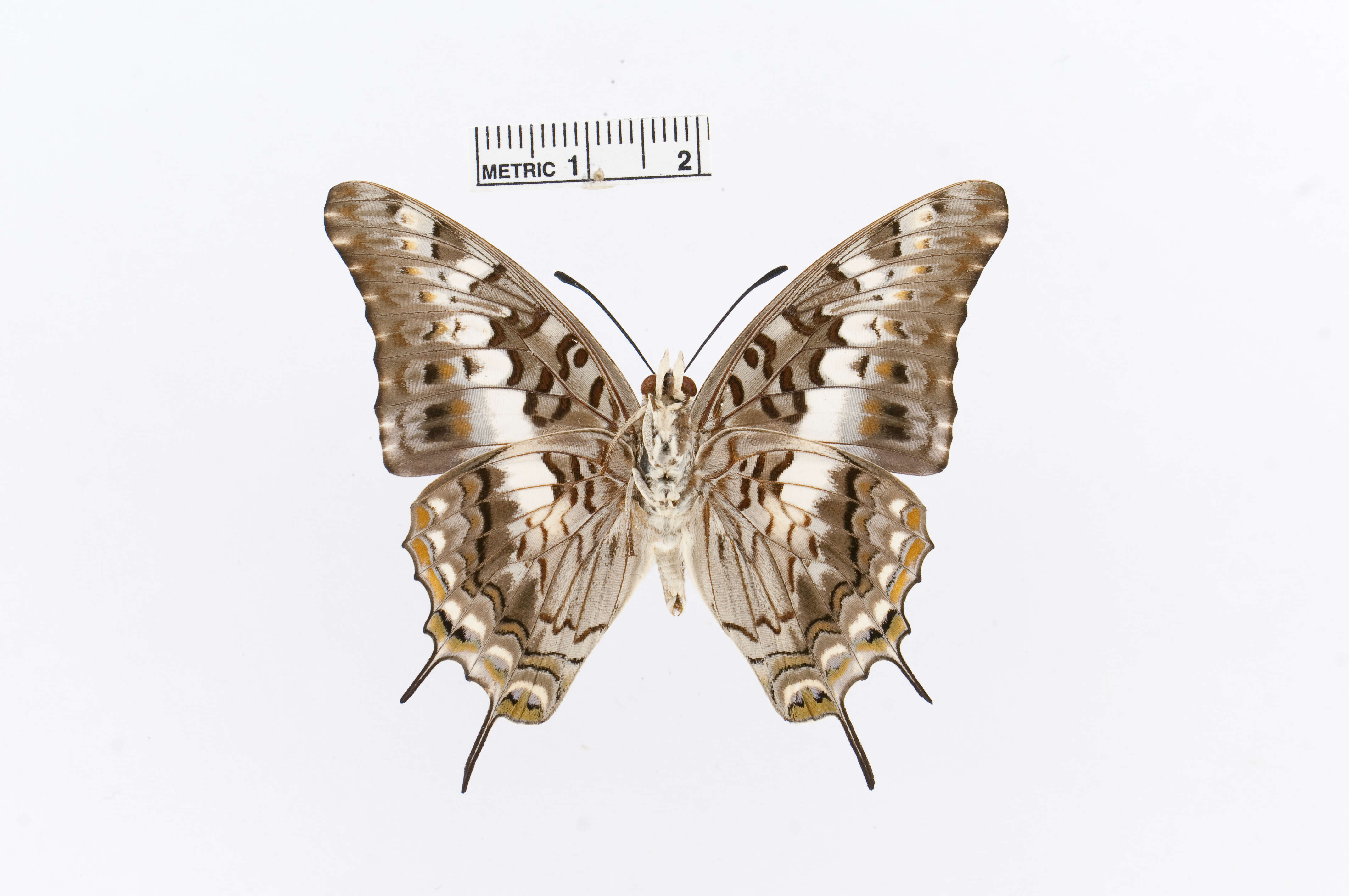 Charaxes achaemenes Felder & Felder 1866 resmi