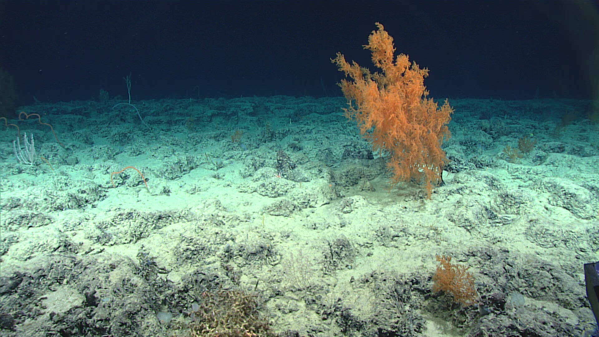 Image of Black coral